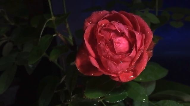 Когда ангелы плачут.../ История одной судьбы.../ Правда жизни / отец Александр. смотреть онлайн