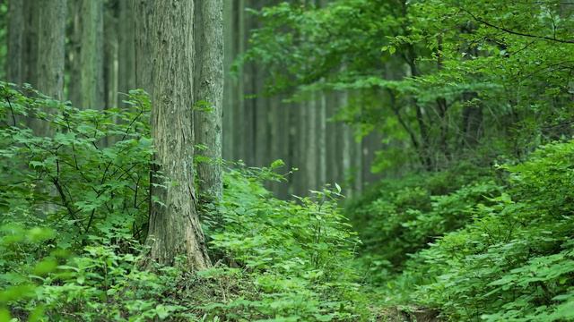 【自然音】癒しの森の音［鳥のさえずり］静かな森の爽やかな朝の音｜作業・集中・睡眠・リラックス・瞑想｜ASMR Nature Sounds