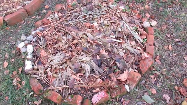 Как подготовить хризантемы к зимовке смотреть онлайн