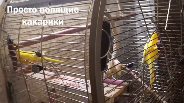 О чем поет какарик 2 или Какарики самые тихие попугаи?) смотреть онлайн