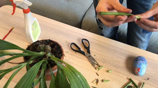 How to propagate Phaius from flower spike cuttings смотреть онлайн