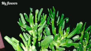 Крассула Коралл.Уход в домашних условиях.