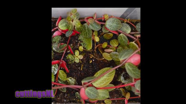 Peperomia Verticillata 'Red Log' : Leaf Propagation (difficulty Level: Easy)