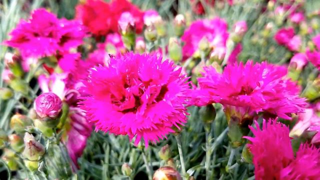 Dianthus 'Spiked Punch' - Little garden pink with vibrant color & lovely fragrance. смотреть онлайн