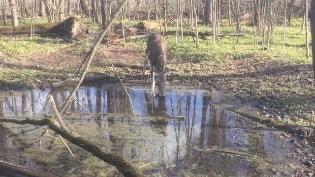 Лось на Лосином острове. смотреть онлайн