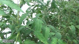 ТОМАТ РОЗОВОЕ СЕРДЦЕ. Обзор сорта, личный опыт.