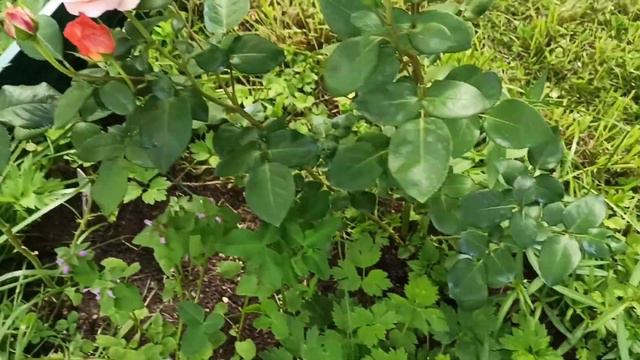 ЛМР  ПОБЕЖДЕНА!!! 💪Избавилась от ложной мучнистой росы