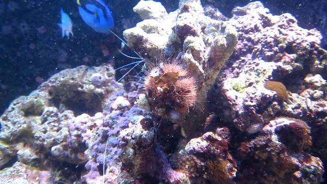 Ёж арбузик.Mespilia globulus. смотреть онлайн
