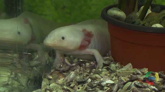 «Звериный инстинкт» с Ириной Притулой. Разговор об аксолотле. TVK 25.11.16