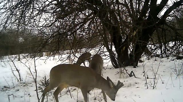 Косули на кормежке 2 смотреть онлайн