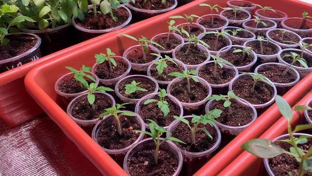 БЕШЕНЫЙ РОСТ ЭУСТОМЫ! УРА!! ЭКСПЕРИМЕНТ УДАЛСЯ!!! смотреть онлайн