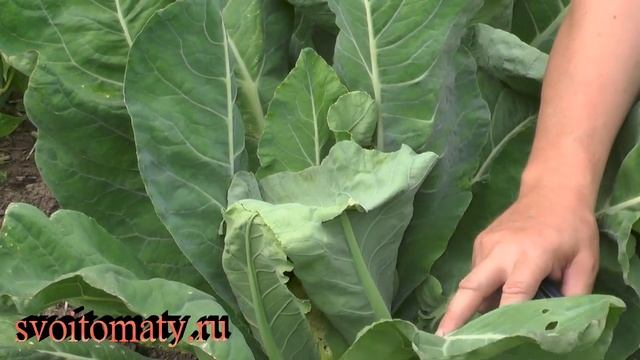 Цветная капуста. Что и когда надо сделать, чтобы кочаны не пожелтели смотреть онлайн