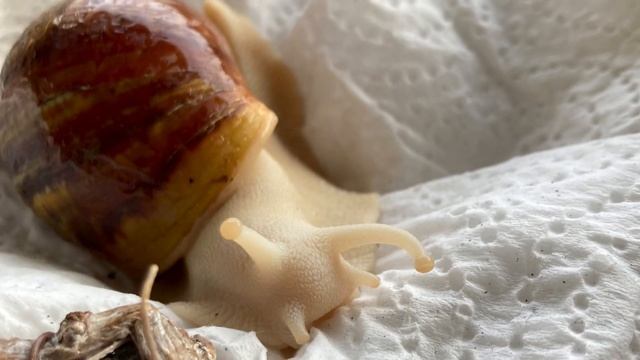 Мои новые питомцы | Архахатина маргината овум смотреть онлайн