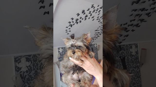 Продажа😃Питомник Йорк & Шпиц.Elite Pets,Крым, Евпатория 🌞+79788972514 Доставка возможна 🥰 смотреть онлайн