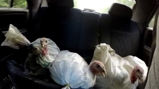 Поменял гусей на индеек смотреть онлайн