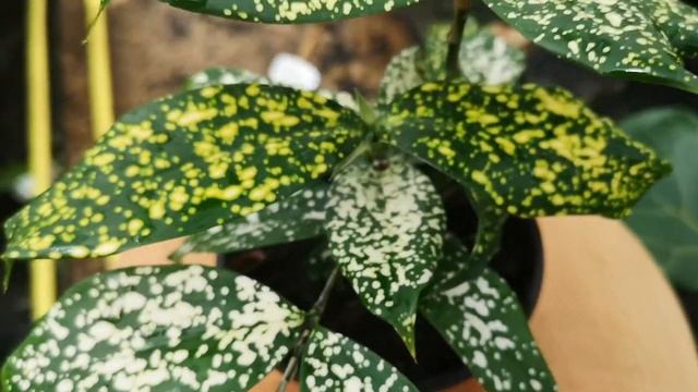 Dracaena Florida Beauty 20cm | Live from the Nursery Series смотреть онлайн