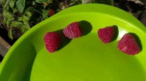 Малина Маргарита супер сорт обзор часть 2