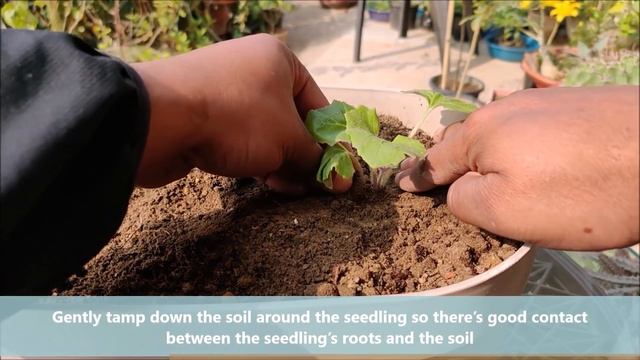 How To Grow Cineraria From Seed | FULL PROCEDURE смотреть онлайн