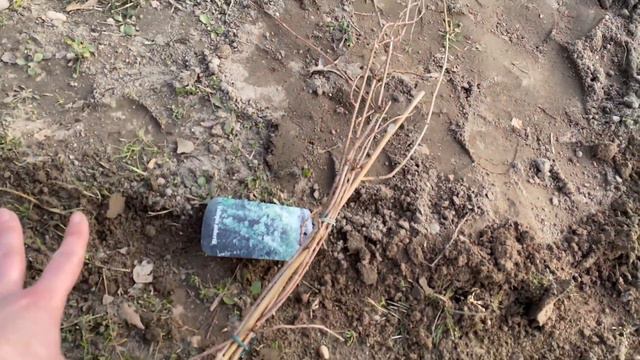 Z czym posadzić POWOJNIKI? Obsadzam portal bramkę z wierzby bylinami