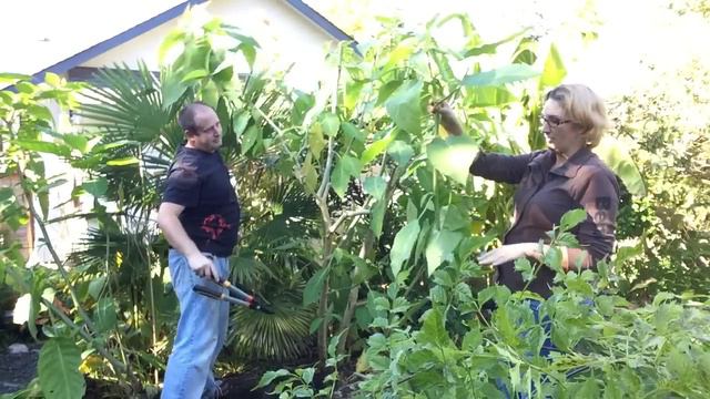 Fall Gardening PT3/3 Diging Up The Angel Trumpet/ Brugmansia Winter Care. Wintering Tropical Plants