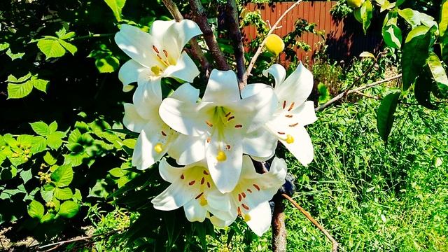 ИНКУБАЦИЯ !!! От яйца до забоя смотреть онлайн