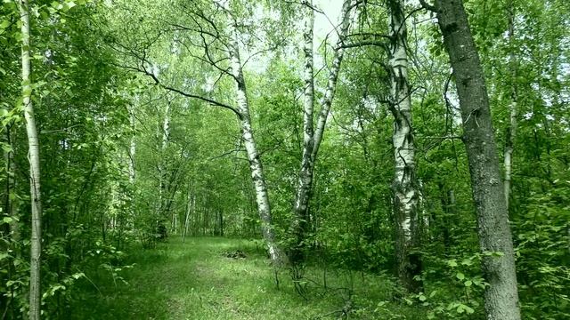 Лесная дорога Владимирская область смотреть онлайн