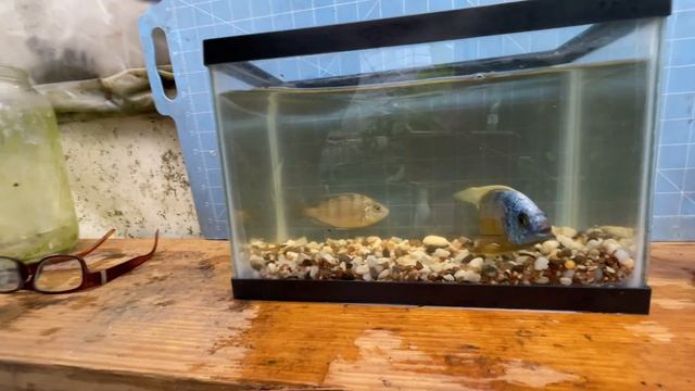 Breeder Selection ••• Protomelas 'Taiwan Reef' ••• смотреть онлайн