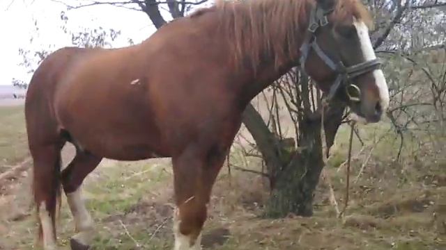 Ето лошадь мерин смотреть онлайн