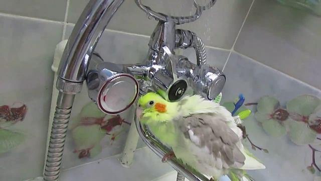 Первое купание попугая корелла. смотреть онлайн