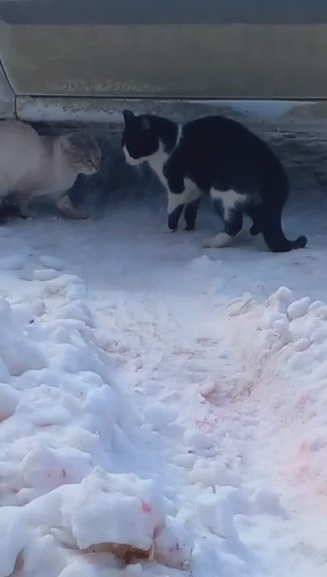 Ухожу красиво! Драка закончилась не начавшись смотреть онлайн