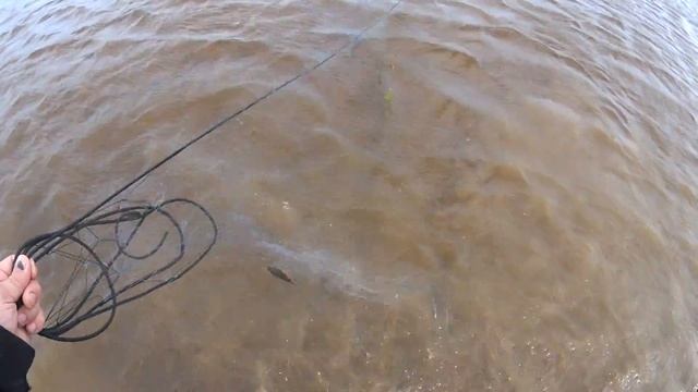 Вода ушла!Рыба вся осталась лежать в сетке! смотреть онлайн