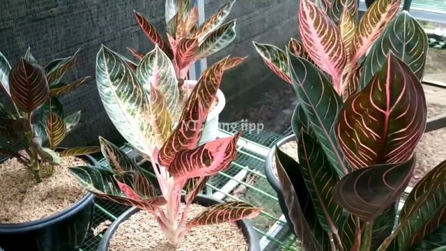 Aglaonema Red Sumatra (pride Of Sumatera)