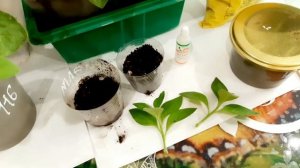 ПОДКОРМКА ЧЕРЕНКОВ ПЕТУНИИ ПОСЛЕ ПЕРЕВАЛКИ. УДОБРЕНИЕ ДЛЯ ХОРОШЕГО РОСТА КОРНЕВОЙ.ПРИЩИПКА РАСТЕНИЙ