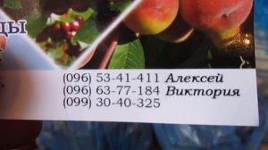 Пришел подвой для черешни, груши и яблок (айва, м9 и мм106)