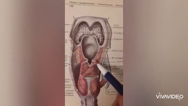 Тыныс алу жүйесі. Анатомия негіздері смотреть онлайн