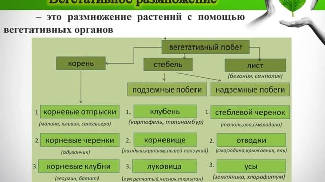 Бесполое и половое размножение растений. Биологическое значение бесполого и полового размножения. смотреть онлайн