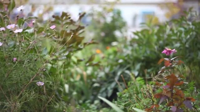 Test Russian Cinema  Lens OKS1-75-1 On Canon 5D MarkII Camera.