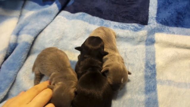 Чихуахуа голубые и черные. Chihuahua blue and black. смотреть онлайн