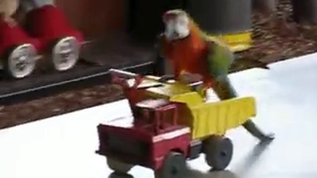 Зоопарк Израиль. Попугай едет на машине. смотреть онлайн