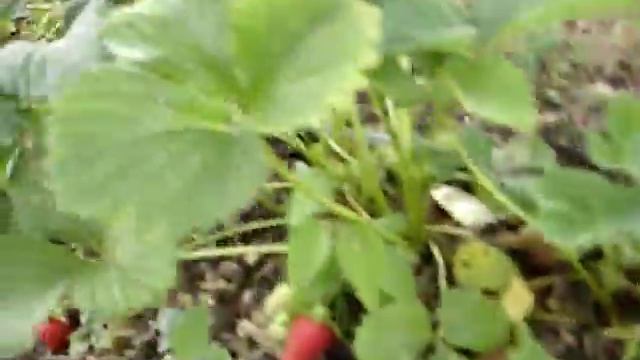 Обзор сорта Монтерей смотреть онлайн