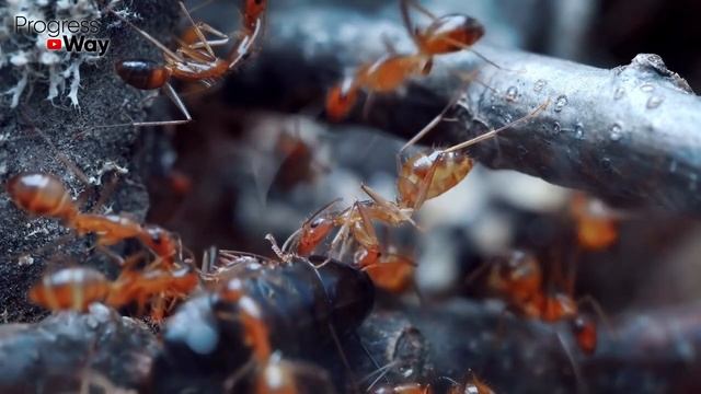 КРАСНЫЙ ПЕРЕЦ ПРОТИВ МУРАВЬЕВ смотреть онлайн