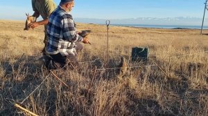 Охота на кеклики  пакличка самарканд