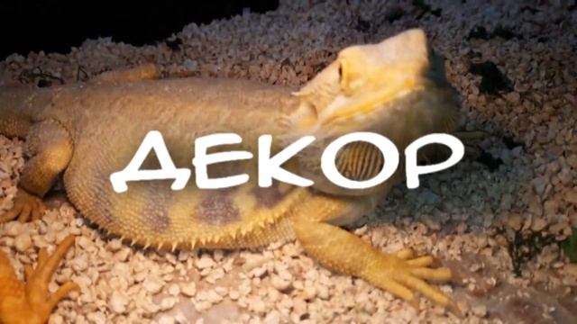 Террариум для Бородатой Агамы смотреть онлайн