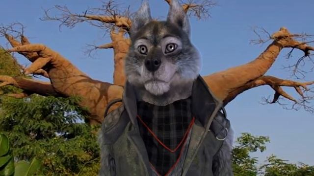 Комнатные растение   Баобаб