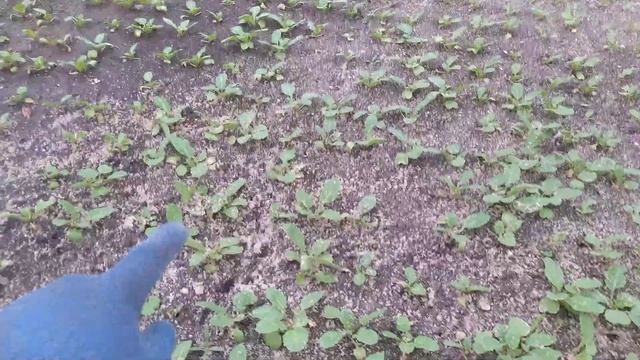 Внесения песка редиска для чего? Часть-2