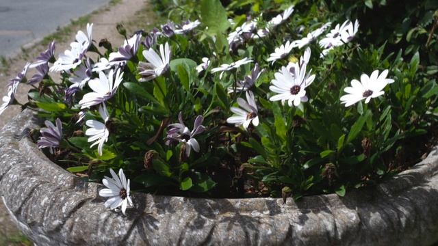 Budget Vintage Lenses On Medium Format Mirrorless Cameras, Hasselblad X1D II Canon FD 35mm F3.5 Len