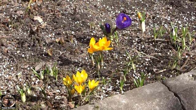 Прогулка по Парку-дендрарию, Ботанический сад Петра Великого, Санкт-Петербург. Весна. Часть 1. ВИДЕ смотреть онлайн