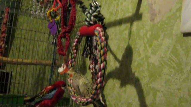 Попугаи Розелла раскачивает качели! Rosella Parrot