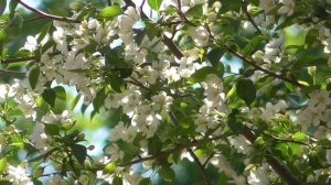 На долголетие Для женщин  (без упоминаний о Боге)  Настрои академика Сытина Г.Н.