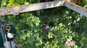 Rose de Tolbiac ® Июнь 23г, розе третий сезон, высота три метра!